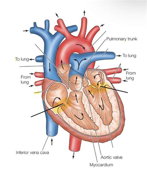 Heart Structure Circulation Diagram Quizlet