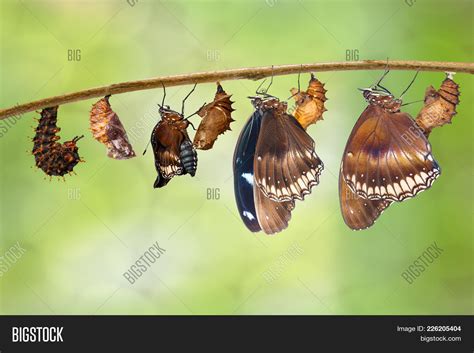 Transformation From Caterpillar To Great Eggfly Butterfly ( Hypolimnas Bolina Linnaeus ) On Twig ...