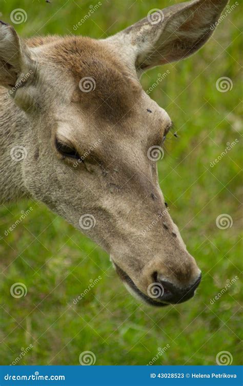 Bactrian Deer Stock Image Image Of Woodland Tree Grassland 43028523