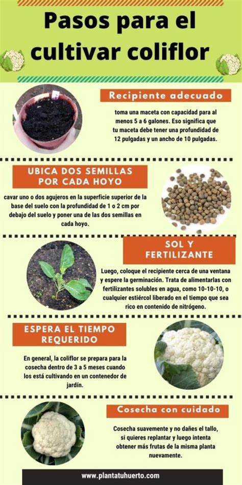 Infograf A Pasos Para El Cultivar Coliflor Hot Sex Picture