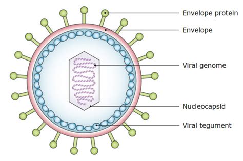 Epstein Barr Virus Concise Medical Knowledge