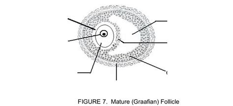 Figure Mature Graafian Follicle Diagram Quizlet