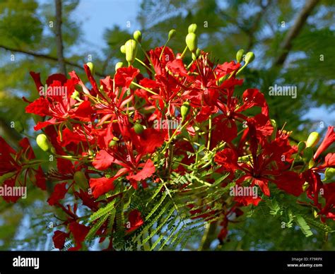 Delonix Regia Royal Poinciana Hi Res Stock Photography And Images Alamy