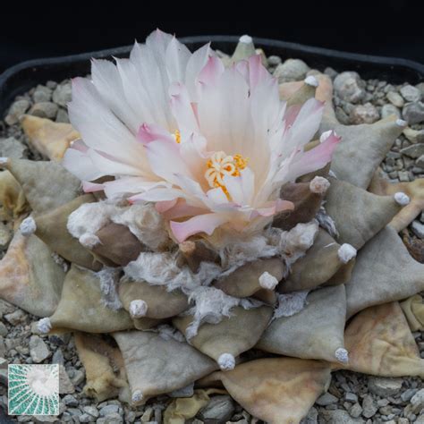 Ariocarpus Retusus Esemplare Cod 12031 In Vendita Vivaio Mondocactus