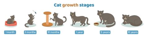 Cat Age: Over 3,318 Royalty-Free Licensable Stock Vectors & Vector Art ...