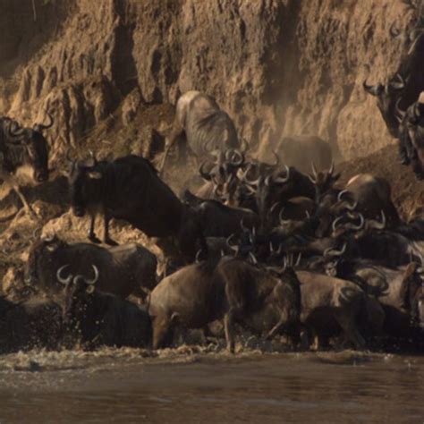 Wildebeest Migration