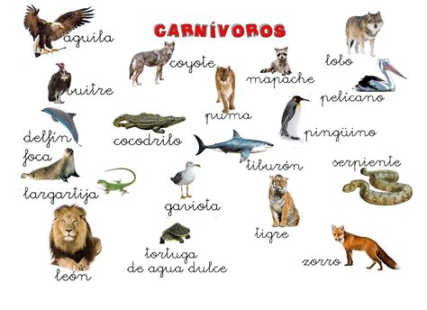 Animales Carnivoros Y Herbivoros