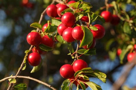 Premium Photo Red Mirabelle Plum Prune Prunus Domestica Subsp