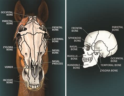 Equine Sports Therapy, Alexa Linton, equine cranial bones, equine skull | Bones, Horses, Equines