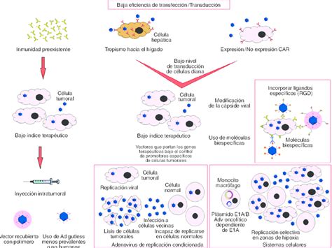 Factores que limitan la aplicación de la terapia génica y estrategias