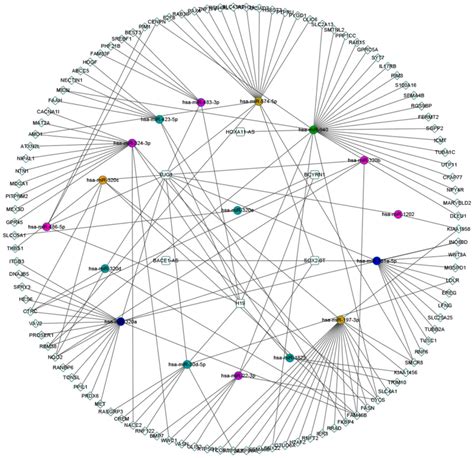 Construction And Analysis Of The LncRNAmiRNAmRNA Network Based On