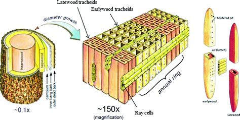 Applications Of Computed Tomography Ct Scanning Technology In Forest