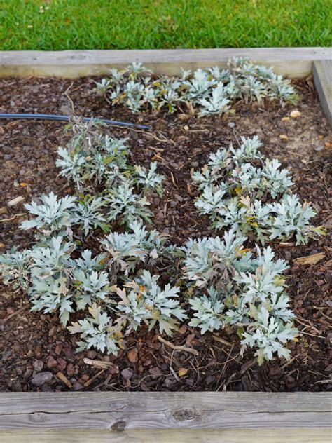 Artemisia ‘silver Lining Truck Crops Trial Garden