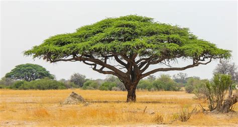 African Grassland Trees