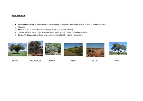 Paisajes vegetales de españa PPT