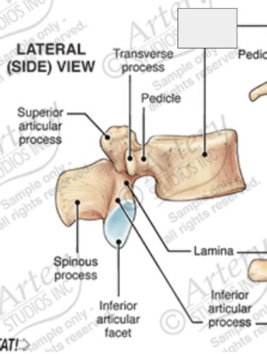 Vertebrae Flashcards Quizlet