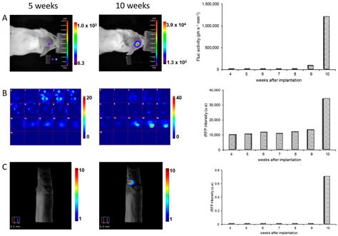 Ijms Free Full Text In Vivo Follow Up Of Brain Tumor Growth Via Bioluminescence Imaging And