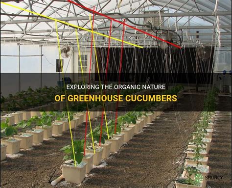 Exploring The Organic Nature Of Greenhouse Cucumbers | ShunCy