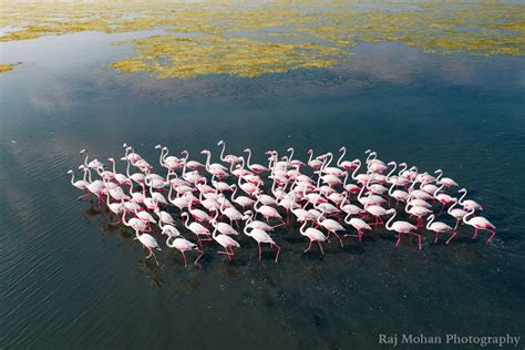 Moment Stunning drone photos capture the great migration of flamingos ...