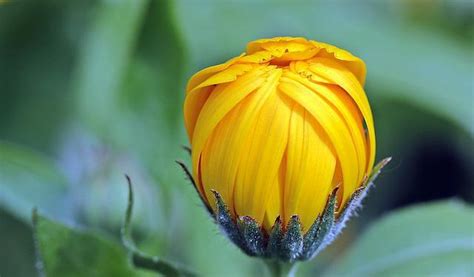 How To Care For Marigold Plant - Webgardener - Gardening and ...