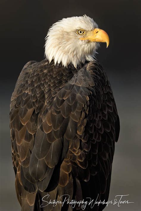 Bald Eagle close up - Shetzers Photography