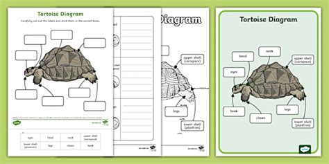 Tortoise Diagram Activity Pack Profesor Hizo Twinkl