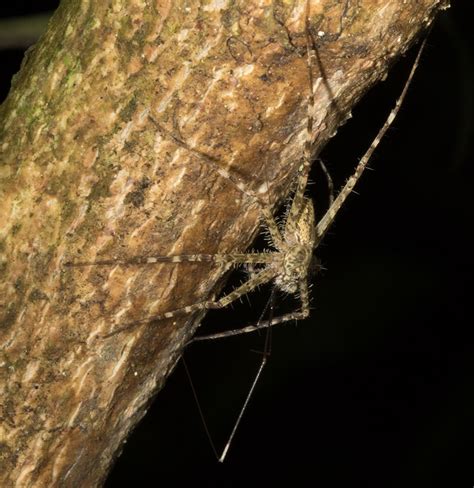 Wolf Spider Species? Tambopata, Peru : r/spiders