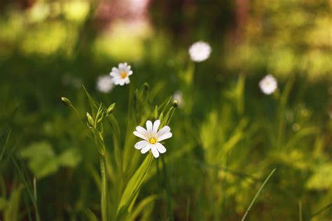 Kostenlose foto Gras blühen Weiß Feld Rasen Wiese Prärie