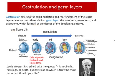 Early embryogenesis Flashcards | Quizlet