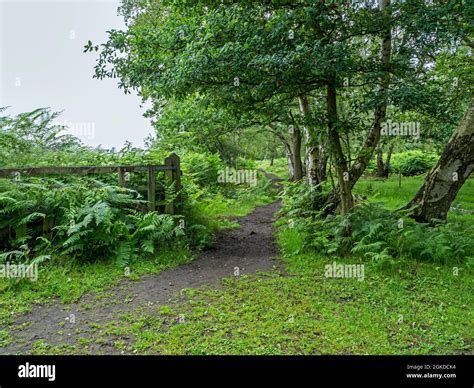 Trail At Skipwith Common North Yorkshire England Stock Photo Alamy