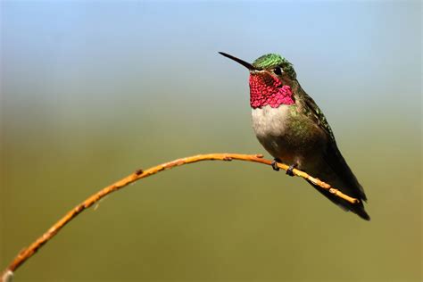 A Male Broad Tailed Hummingbird Celebrate Urban Birds