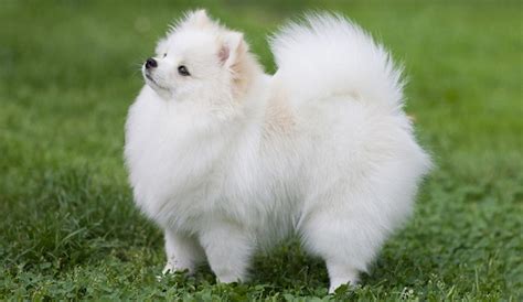 Pomeranian characteristics, appearance and pictures