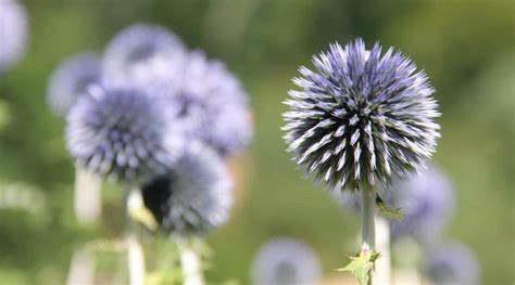 Globe Thistle How To Plant Grow And Care For Echinops