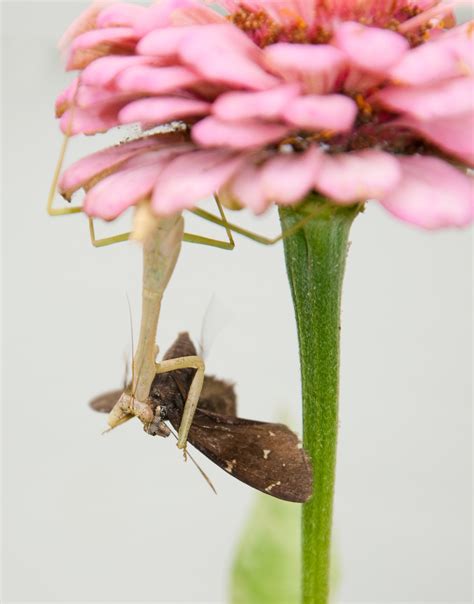 Carolina Mantis Care Information And Pictures Insect Keeper