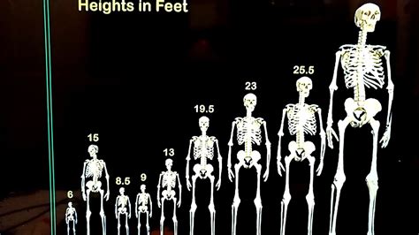 How Tall Is The Weeknd In Feet To Help Visualize His Height Weve