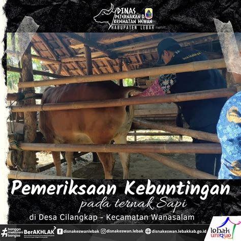 PEMERIKSAAN KEBUNTINGAN PADA TERNAK SAPI DI DESA CILANGKAP KECAMATAN