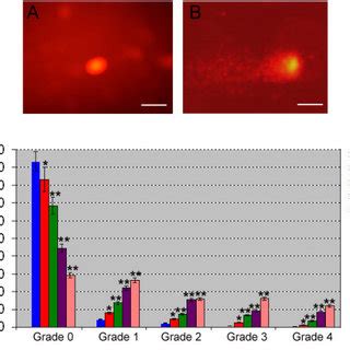 The Single Cell Gel Electrophoresis Comet Assay Showed The Dna Damage