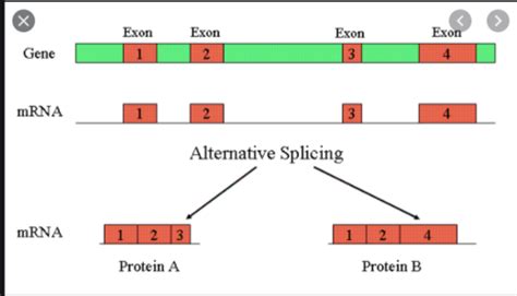 Rna And The Genetic Code Flashcards Quizlet