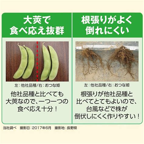 【楽天市場】【 おつな姫 】 枝豆 種 枝豆の種 エダマメ サカタのタネ：さとうのタネ 楽天市場店