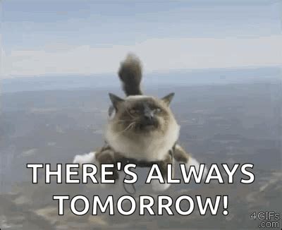 Cat Skydive Cat Skydive Silly Discover Share Gifs