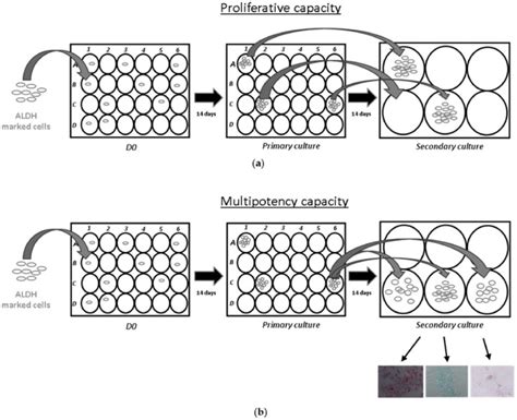 Functional Single Cell Analyses Of Mesenchymal Stromal Cell