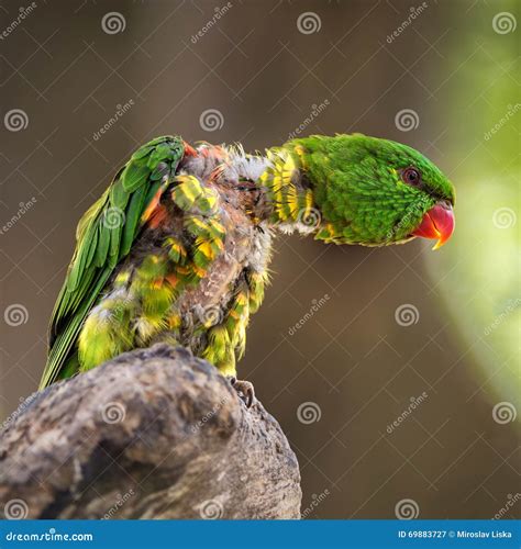 Portrait Of Scaly Breasted Lorikeet Trichoglossus Chlorolepidotus