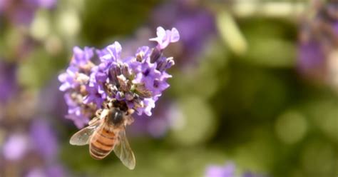 Bees In The News Marshall S Farm