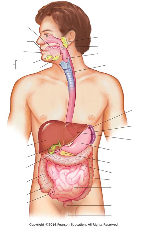 Anatomy And Physiology Ch 16 Digestive System Diagram Diagram Quizlet