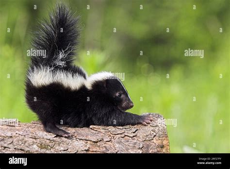 Striped Skunk (Mephitis mephitis), side Stock Photo - Alamy