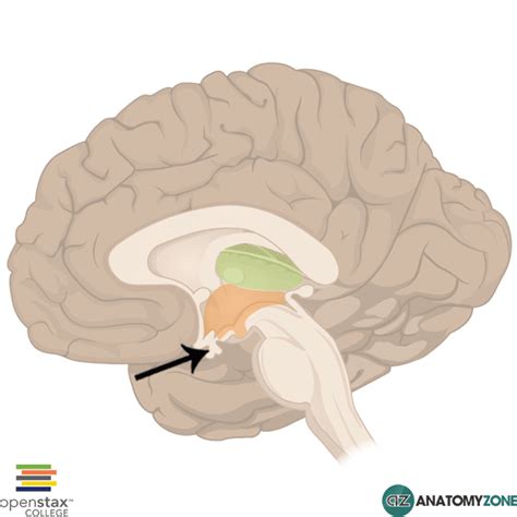 Pituitary Gland Nervous System AnatomyZone