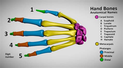 Hand bone anatomical names - Sketchfab infographic by Strick67 on ...