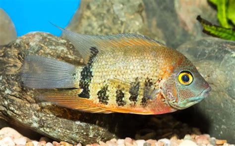 Red Terror Cichlid Care: Complete Guide for Beginners - AquariumNexus