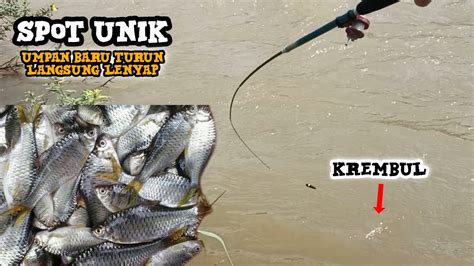 Siap Krembul Jum L Jarang Terjamah Pemancing Umpan Baru Turun Langsung