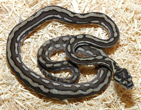 SE England Carpet Python Morphs! - Reptile Forums